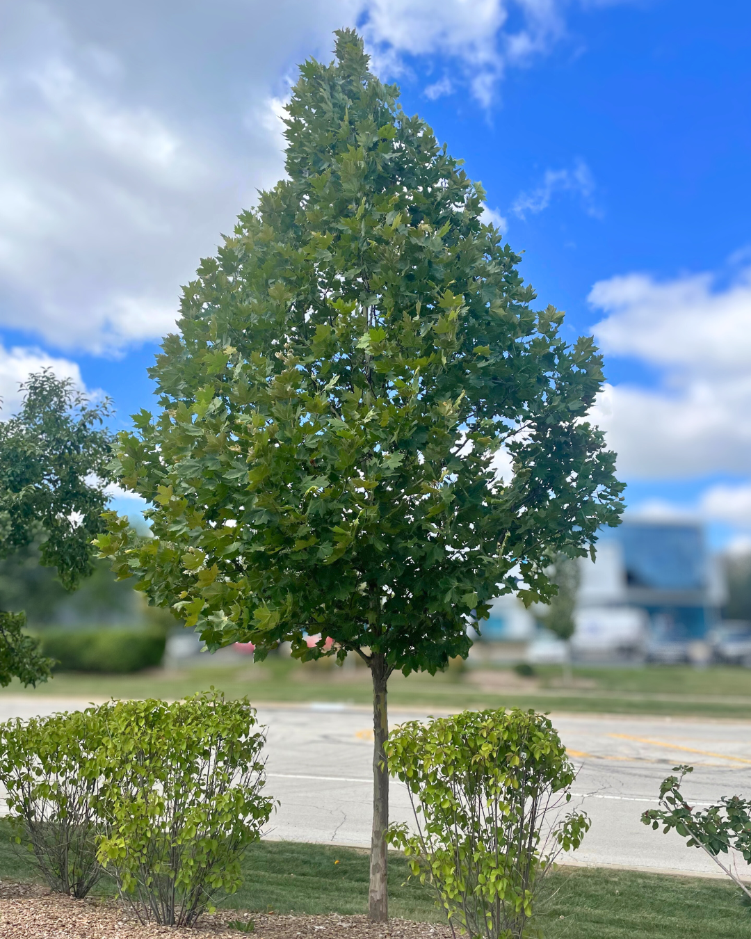 An Exclamation London Planetree with green leaves planted in a parking lot island.